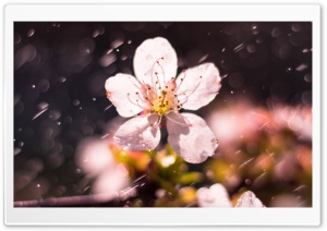 Spring Rain, Cherry Blossom