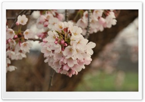 Cherry Flowers Bundle