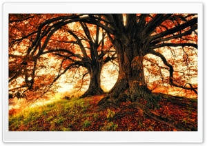 Beautiful Fall Trees Background