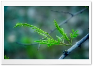 Soft Small Leaves