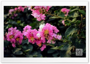 Bougainvillea