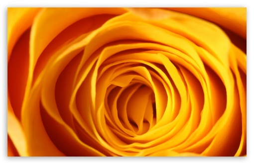Download Yellow Rose Makro UltraHD Wallpaper
