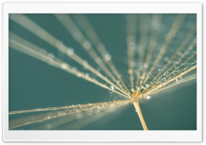 Dandelion Seed, Tiny Drops,...