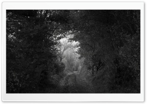 Forest Tunnel Black and White