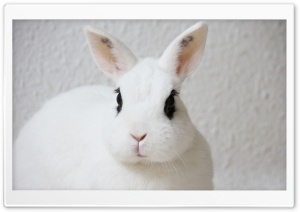 White Bunny, Black Eyes