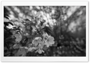 Cherry Blossom Twig