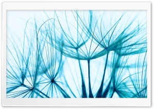 Blue Dandelion Seeds Macro, Blue