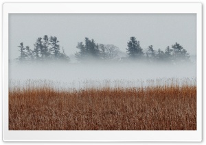 Landscape, Fog, Cold, Reeds,...