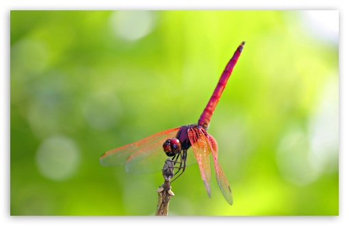 Download Pink And Red Dragonfly UltraHD Wallpaper