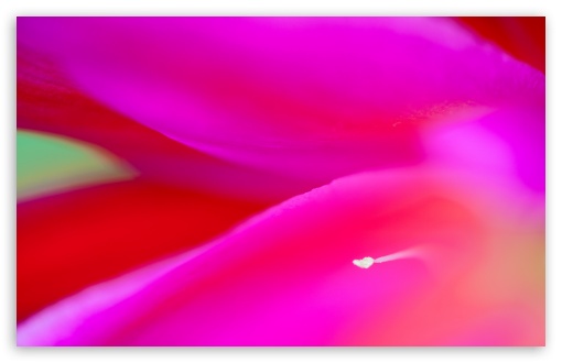 Download Pink Cereus Cactus Flower Macro UltraHD Wallpaper