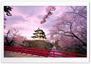 Cherry Blossoms, Japan