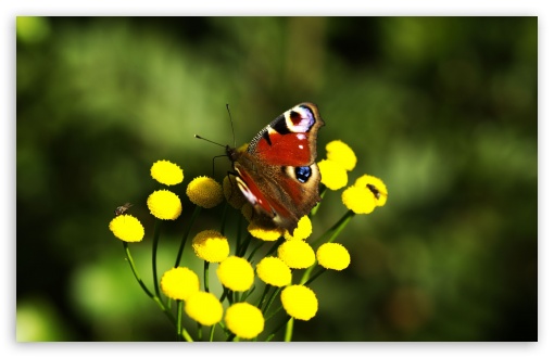 Download Red Butterfly UltraHD Wallpaper