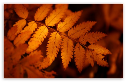 Download Brown Autumn Leaf 3 UltraHD Wallpaper