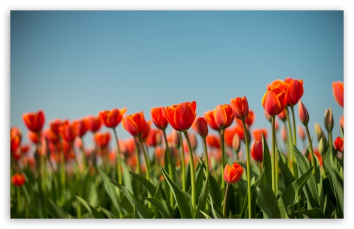 Download Tulips Flowers, Dutch Spring UltraHD Wallpaper