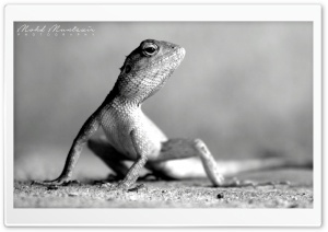 Lizard Pose