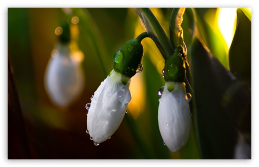Download Beautiful Snowdrops Spring Sunset UltraHD Wallpaper
