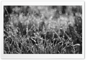 Dewdrops Grass III