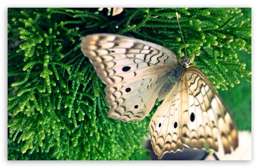 Download Butterfly UltraHD Wallpaper