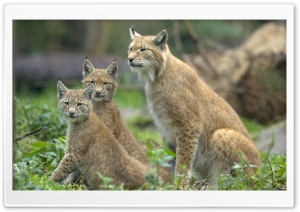 Eurasian Lynx Lynx Lynx With...