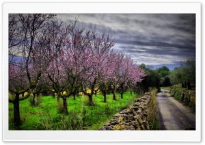 Almond Orchard HDR