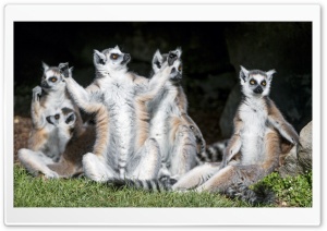 Ring-tailed Lemurs Animals...