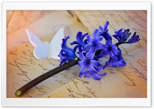 Beautiful Blue Hyacinth