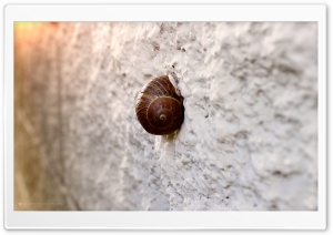 Snail On Wall