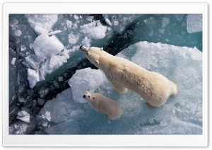 Polar Bear And Global Warming
