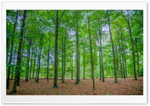 Green Deciduous Forest