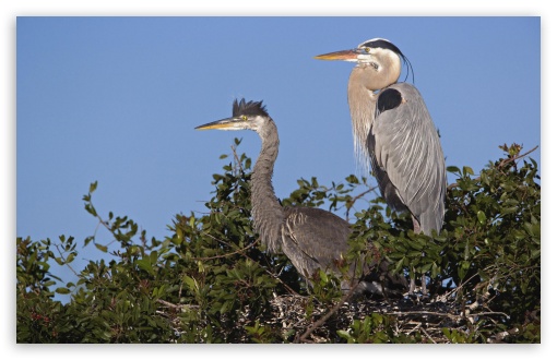 Download Great Blue Herons At Nest Venice Rookery... UltraHD Wallpaper