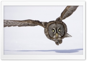Hunting Great Gray Owl