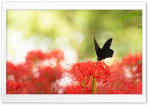 Black Swallowtail Butterfly...