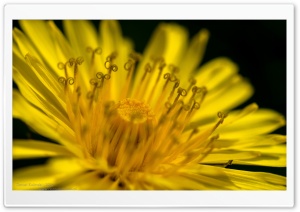 Yellow Dandelion Flower Macro