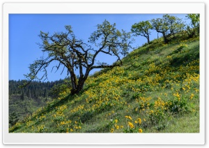 Balsamroot flowers, Tom...