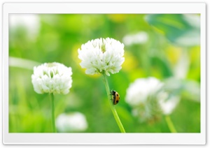 Ladybug On Clover Flower