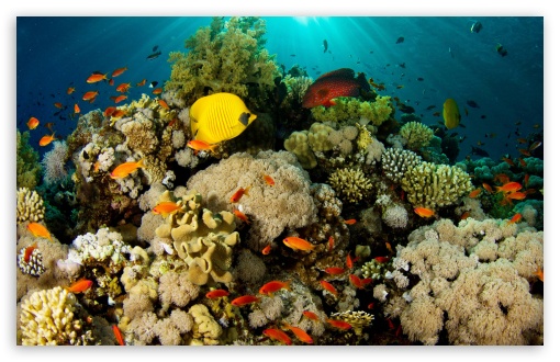 Download Coral Reef UltraHD Wallpaper