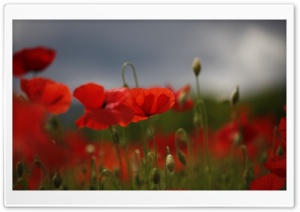 Red Poppies, Flowers, Field