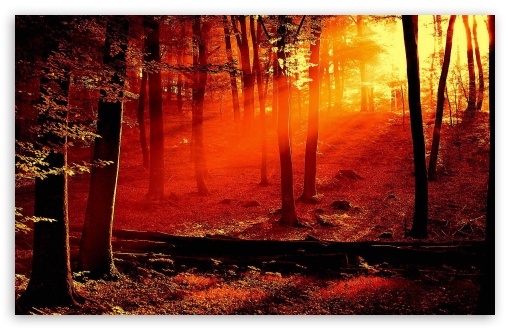Download Red Light In The Forest UltraHD Wallpaper