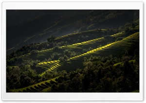 Rice Terraces Vietnam