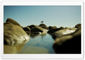 Seagull On The Rocks