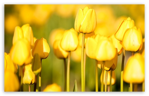 Download Yellow Tulips UltraHD Wallpaper
