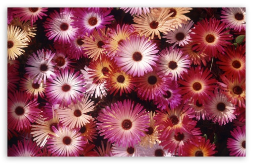 Download Blooming Asters UltraHD Wallpaper