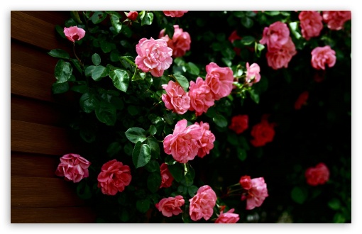 Download Garden Roses UltraHD Wallpaper