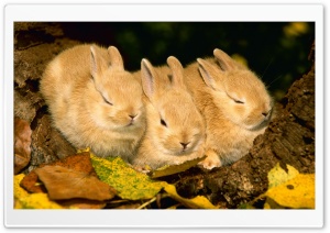 Cute Golden Rabbits