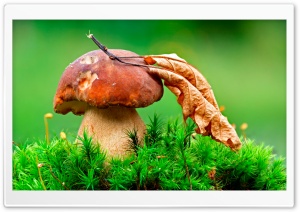 Macro Mushroom