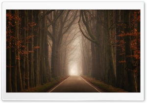 Road, Forest, Trees, Fog,...