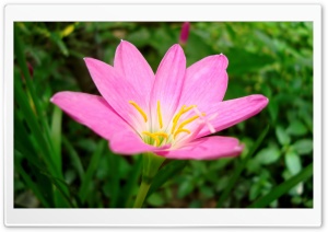 A Unknown Pink Flower