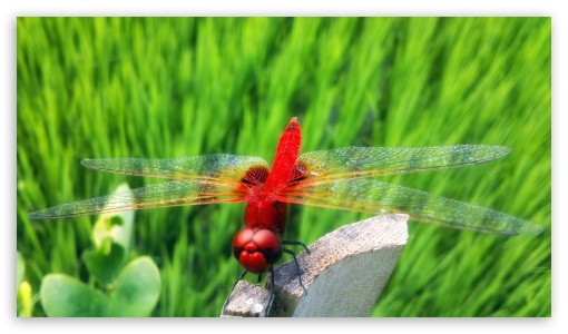 Download Red Dragonfly UltraHD Wallpaper