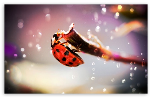 Download Ladybug In The Rain UltraHD Wallpaper