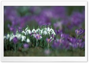 Snowdrops And Crocuses